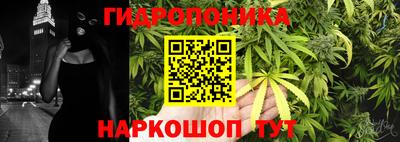 шишки Кандалакша